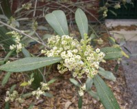 osmanthus americana bloom 3-11.jpg